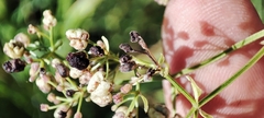 Galium × pseudoboreale