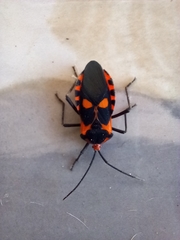 Sephina