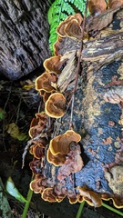 Stereum ostrea