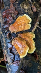Stereum ostrea