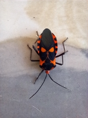 Sephina