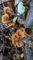 Stereum ostrea