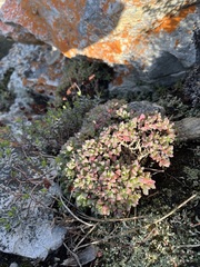 Oscularia deltoides
