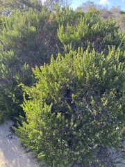 Acacia littorea