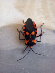 Sephina