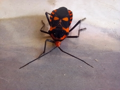 Sephina