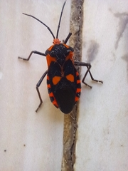 Sephina
