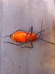 Sephina