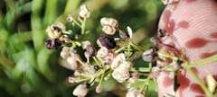 Galium × pseudoboreale