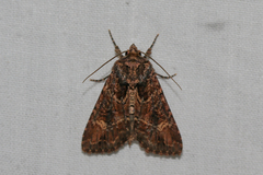Aseptis binotata