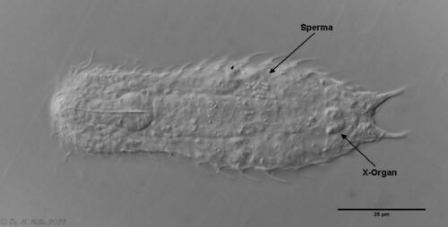 Chaetonotus italicus · iNaturalist