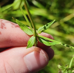 Galium × pseudoboreale
