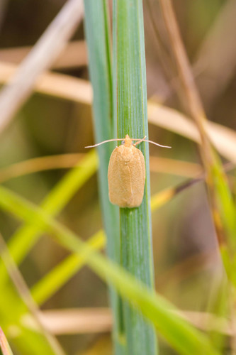Pallid Leafroller Moth