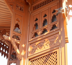 Columba livia domestica