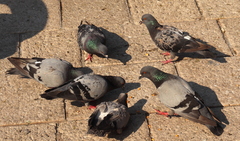 Columba livia domestica
