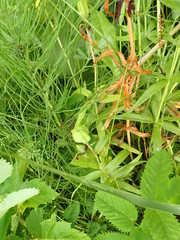 Fritillaria camschatcensis