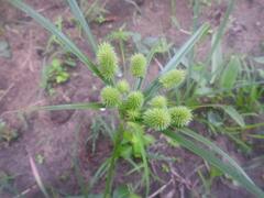 Cyperus cyperoides