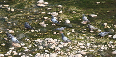 Columba livia domestica