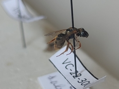 Halictus subauratus