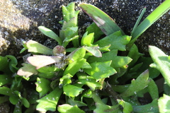 Centipeda aotearoana