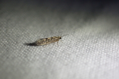 Agraylea