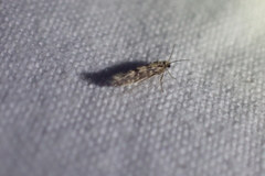Agraylea