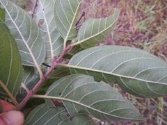 Ficus lutea