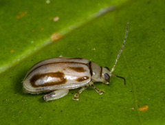 Walterianella oculata