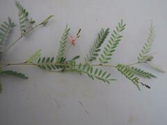 Indigofera dendroides