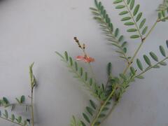 Indigofera dendroides