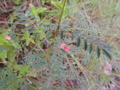 Indigofera dendroides