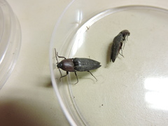 Parallelostethus attenuatus