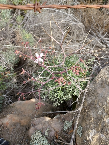 Image of Pelargonium crithmifolium by (c) Danie Palm, some rights reserved (CC BY)
