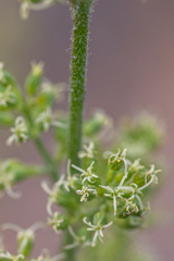 Silene borysthenica