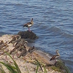 Alopochen aegyptiaca