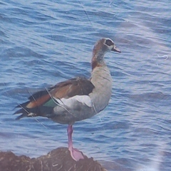 Alopochen aegyptiaca