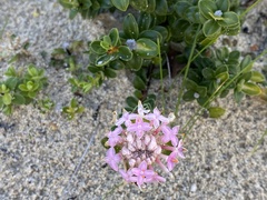 Pimelea ferruginea