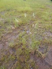 Loudetiopsis chrysothrix