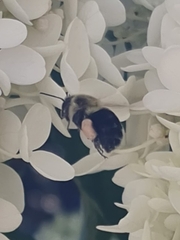 Bombus impatiens