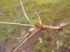 Loudetiopsis chrysothrix