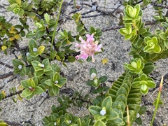 Pimelea ferruginea