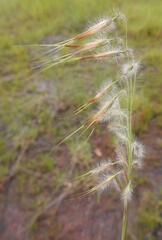 Loudetiopsis chrysothrix