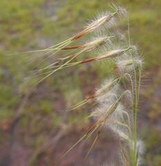 Loudetiopsis chrysothrix