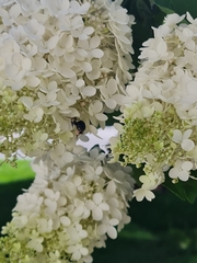 Bombus impatiens