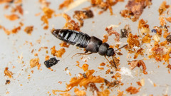Placusa complanata