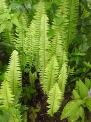 Nephrolepis undulata