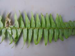 Nephrolepis undulata