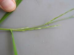 Oryza brachyantha