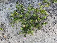 Pimelea ferruginea