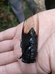 Cryptotympana holsti